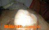炒白地瓜方法步骤图解 白地瓜的吃法大全简单的做法