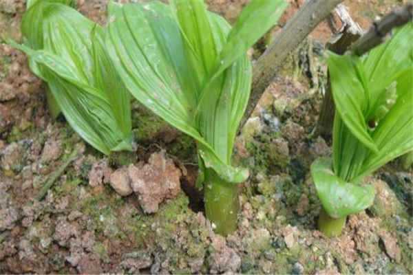 2021白芨种植成本，市场行情怎么样 2021白芨种植成本,市场行情怎么样呀