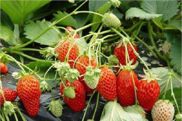 2020年草莓价格怎么样 现在多少钱一斤