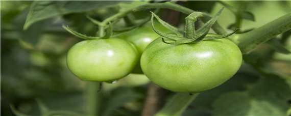 西红柿栽培时间与施肥方法（西红柿种植多久施肥）
