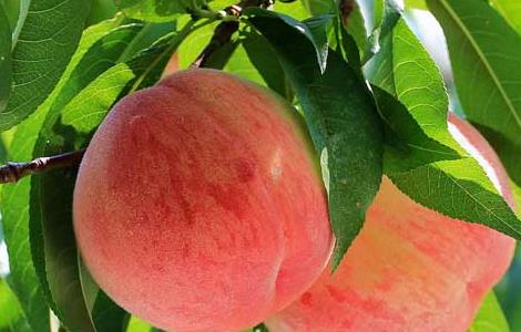 桃子的营养价值（桃子的营养价值和功效与作用作文）