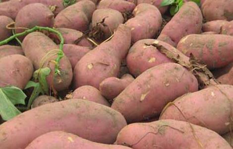 红薯减肥法
