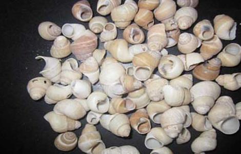 白螺蛳壳的功效与作用 白螺蛳壳的功效与作用及禁忌