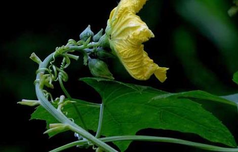 丝瓜花的功效与作用 丝瓜花的功效与作用怎么食用丝瓜花