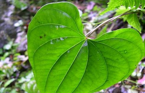 黄药