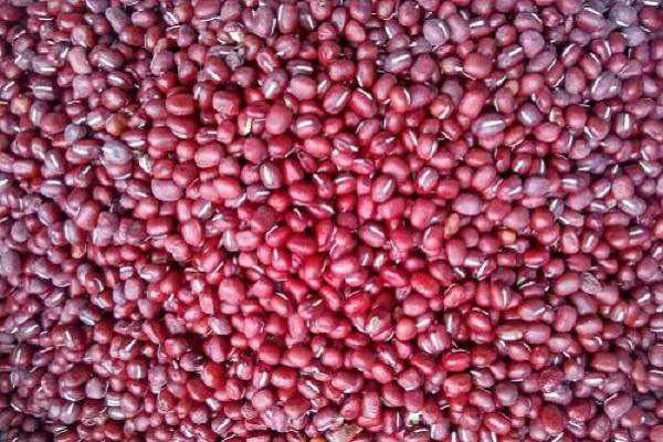北方红小豆的种植方法有哪些和时间（红小豆在北方的种植时间）