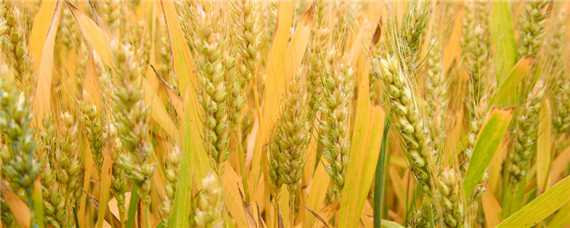 小麦抽穗期打什么药 小麦抽穗期打什么药高产