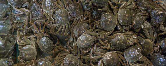 养螃蟹需要什么条件和场所 螃蟹最适合在什么地方养呀?