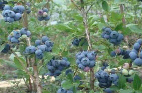 蓝莓根的功效与作用，吃蓝莓的好处（蓝莓根的作用和功效）