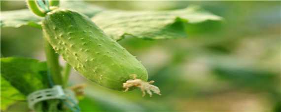 黄瓜苗种植时间和方法 黄瓜苗种植时间和方法图片