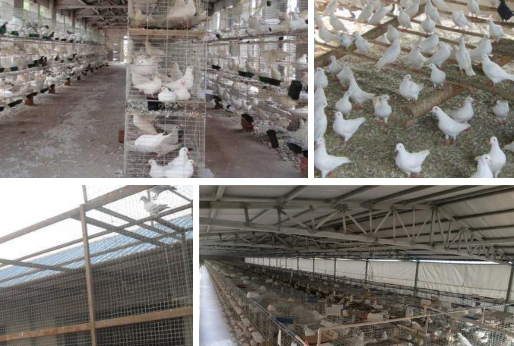 肉鸽养殖场怎么建造 养殖肉鸽厂房与建造图片
