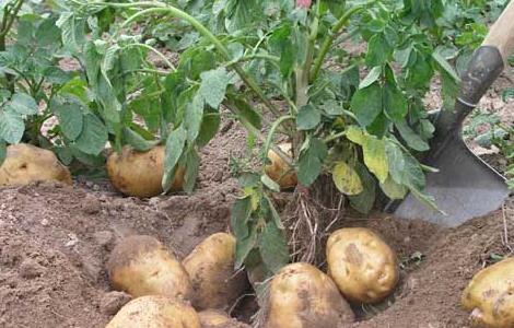 马铃薯种植施肥技术（马铃薯种植施肥技术与管理）