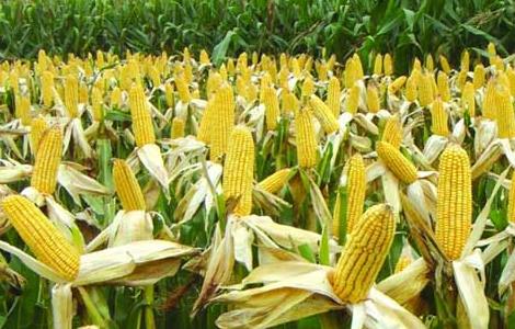 影响玉米收成的因素及处理措施（影响玉米收成的因素及处理措施图片）