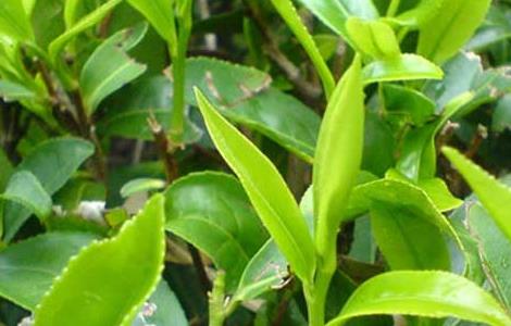茶叶种植条件有哪些 茶叶种植条件有哪些?,最佳种植时间?