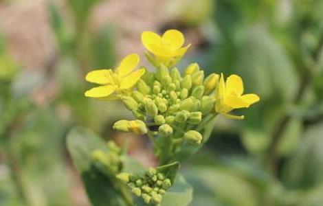 油菜栽培技术