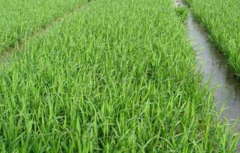 水稻各时期施肥量和施肥方法 水稻各时期施肥量和施肥方法是什么