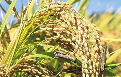 夏季怎样防治稻米中的害虫（水稻虫害防治方法）