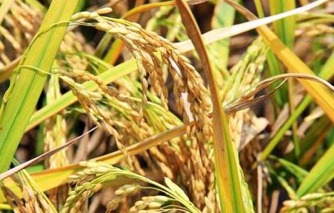 秋收后储藏稻米的方法和要点（秋收后储藏稻米的方法和要点有哪些）