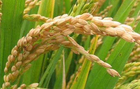 有机稻米栽培