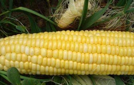 早春甜玉米种植技术要点 早春甜玉米种植技术要点有哪些
