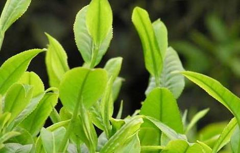 提高茶苗移栽成活率的办法