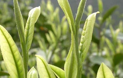 油茶插叶育苗种植技术