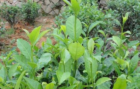 茶树栽植的茶籽直播和茶苗移栽技术