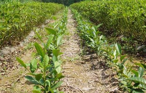 茶树栽植的茶籽直播和茶苗移栽技术