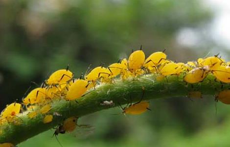 棉花蚜虫的防治方法