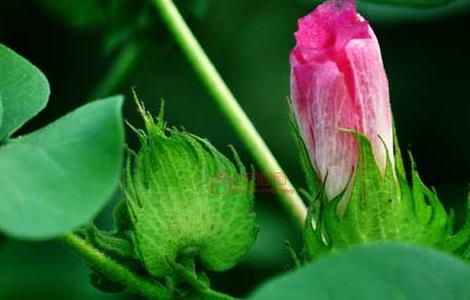 棉花种植条件