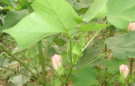 棉花种植条件