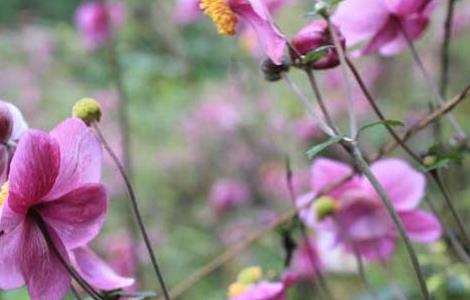 野棉花的功效与作用