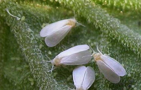 白粉虱的防治方法 白粉虱怎么预防