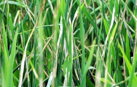 稻纵卷叶螟防治技术
