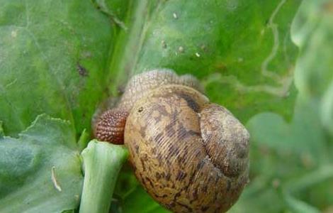 灰巴蜗牛怎么防治 灰巴蜗牛是害虫吗
