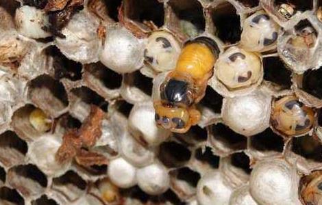 蜂房的功效与作用 蜂房的功效与作用及禁忌的功效与作用
