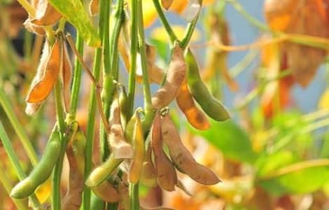 黄豆的种植技术 黄豆的种植技术视频