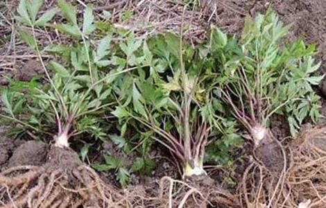 当归种子怎么种