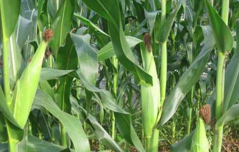 种玉米用什么肥料