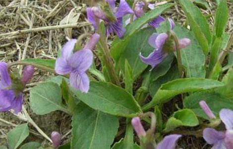 地丁种子价格及种植方法 地丁种子价格及种植方法图片