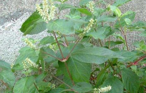 牛膝种子价格及种植方法（牛膝种子怎么种）