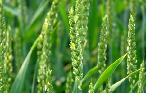 小麦空穗的原因及解决措施