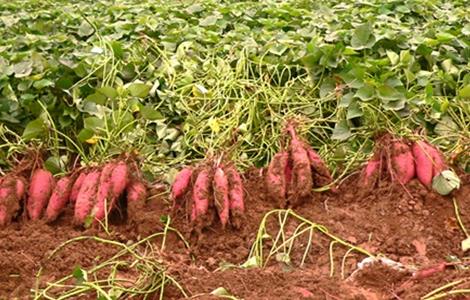 红薯 注意事项 种植