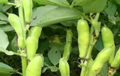 蚕豆缺钾的原因和解决方法