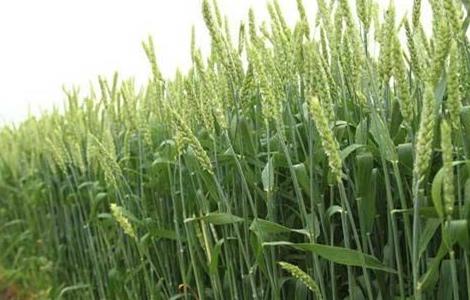 小麦 注意事项 越冬