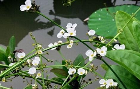 泽泻的种植方法 泽泻的种植方法视频