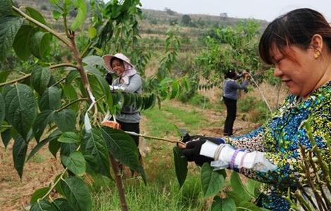 杜仲的种植方法（杜仲的种植方法和用量）