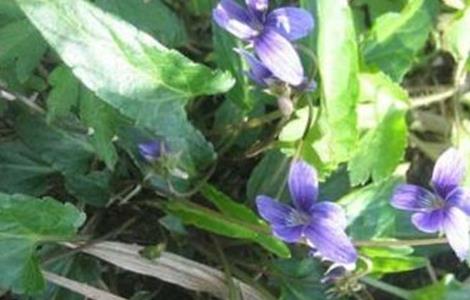 紫花地丁的种植方法 紫花地丁的种植方法和用量