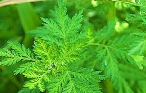 青蒿的栽培技术（青蒿的栽培技术与管理）