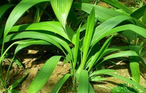 仙茅的种植技术 仙茅的种植技术与市场价格